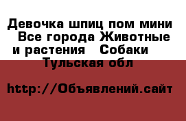 Девочка шпиц пом мини - Все города Животные и растения » Собаки   . Тульская обл.